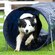 A sheepdog runs through a cylinder in an obstacle course